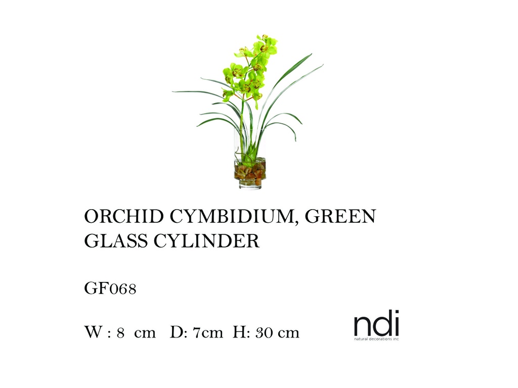 ORCHID CYMBIDIUM, GREEN, GLASS CYLINDER