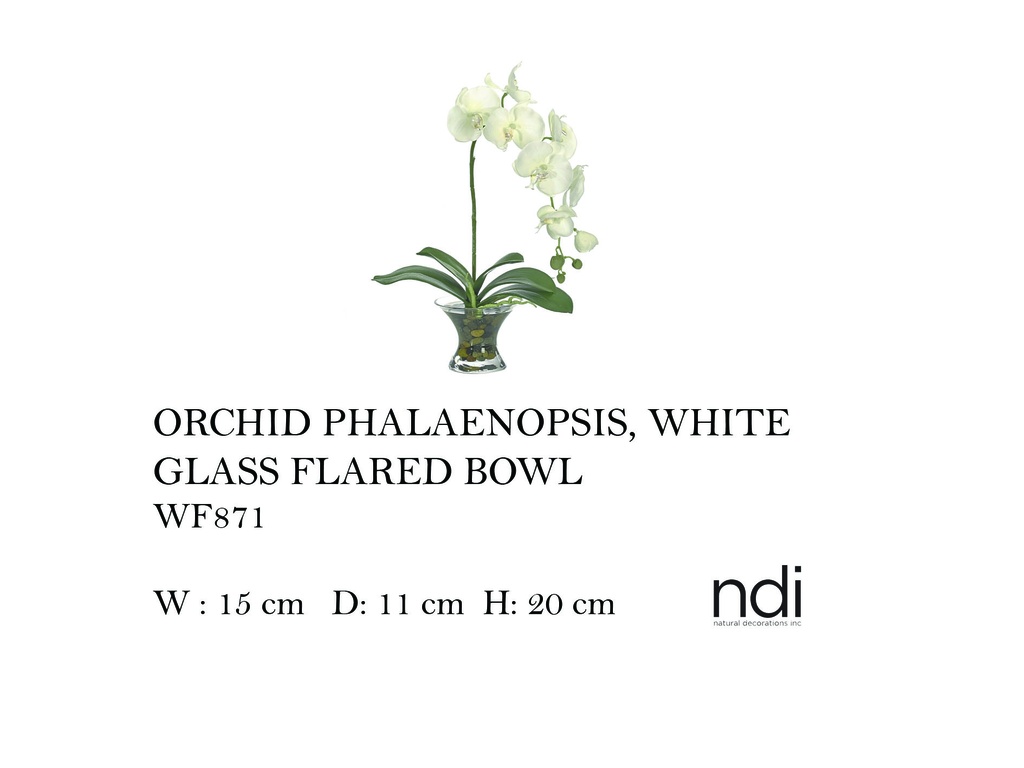 ORCHID PHALAENOPSIS, WHITE, GLASS FLARED BOWL,