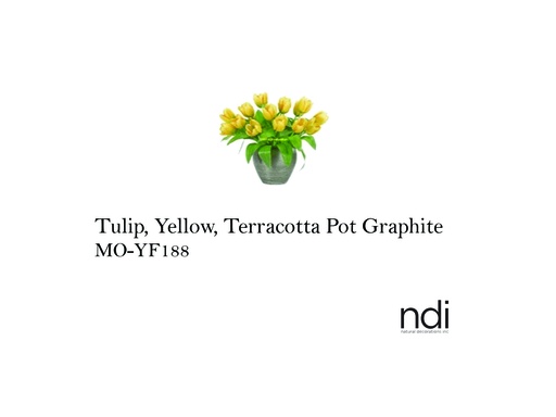 [MHT-004093] TULIP, YELLOW, TERRACOTTA POT GRAPHITE