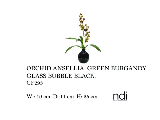 [MHT-004569] ORCHID ANSELLIA