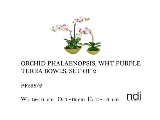 [MHT-004587] ORCHID PHALAENOPSIS, WHT PURPLE, TERRA BOWLS