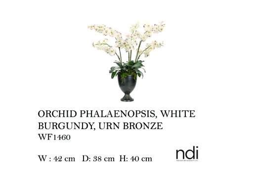 [MHT-004595] ORCHID PHALAENOPSIS, WHITE BURGUNDY, URN BRONZE,